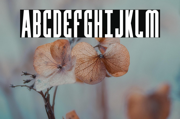 Y-Files Bold Compact Example 1