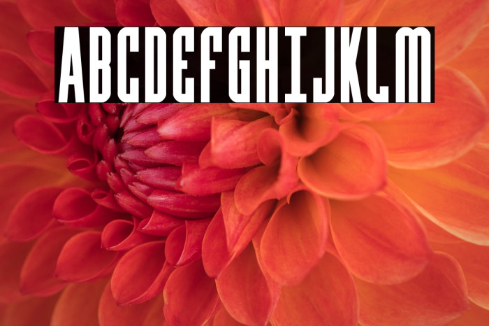 Y-Files Bold Compact Example 2