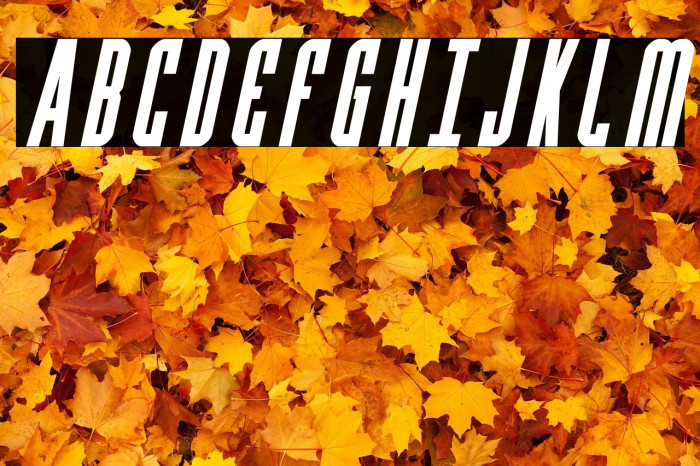 Y-Files Bold Italic Example 1