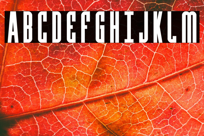 Y-Files Bold Example 2