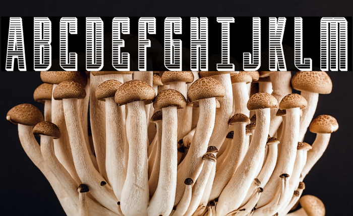 Y-Files Chrome Example 1