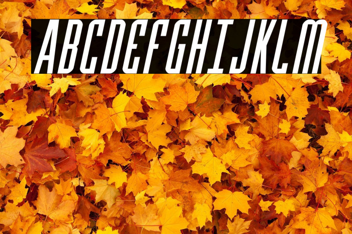 Y-Files Compact Italic Example 3