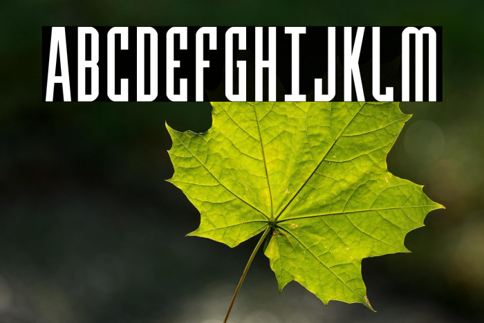 Y-Files Compact Example 2