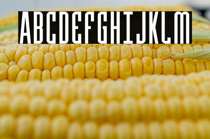 Y-Files Compact Example 3