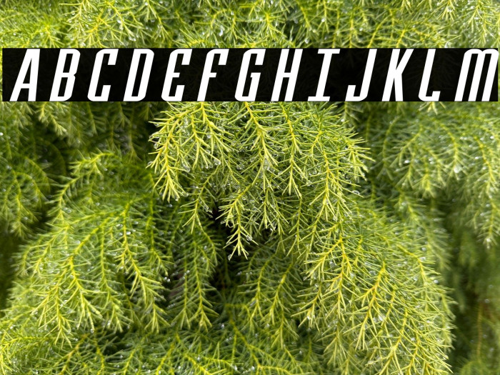 Y-Files Extra-Expanded Italic Example 1