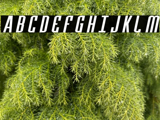 Y-Files Extra-Expanded Italic Example 1