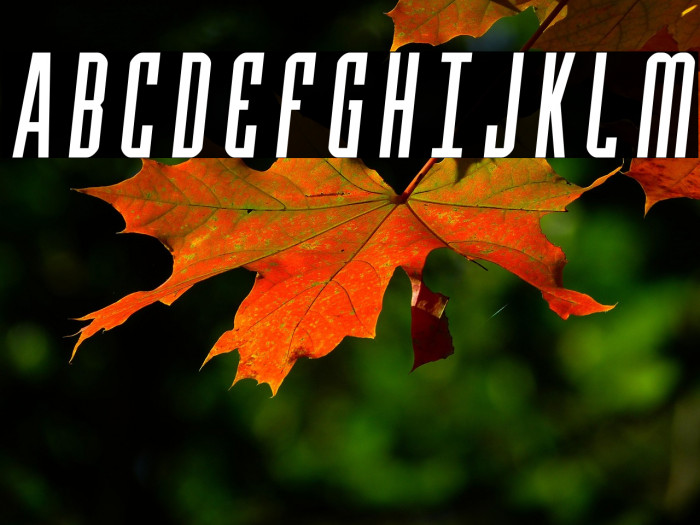 Y-Files Semi-Italic Example 3