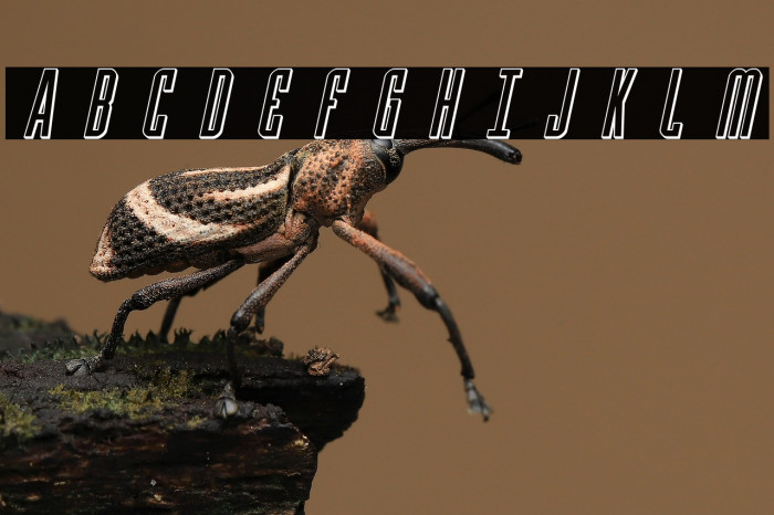 Y-Files Title 3D Italic Example 3