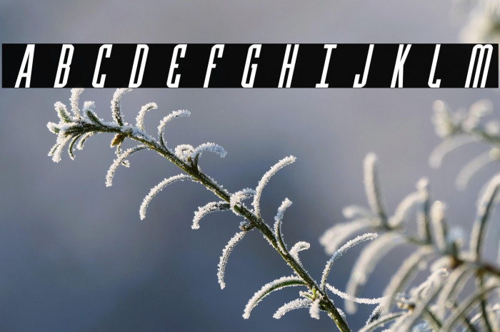 Y-Files Title Italic Example 1