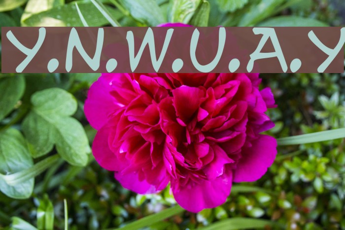y.n.w.u.a.y Font examples