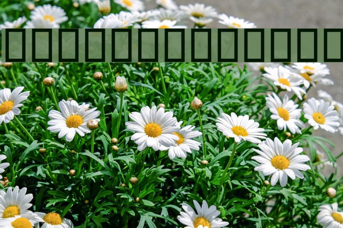 Yaaqhut Bold Font examples