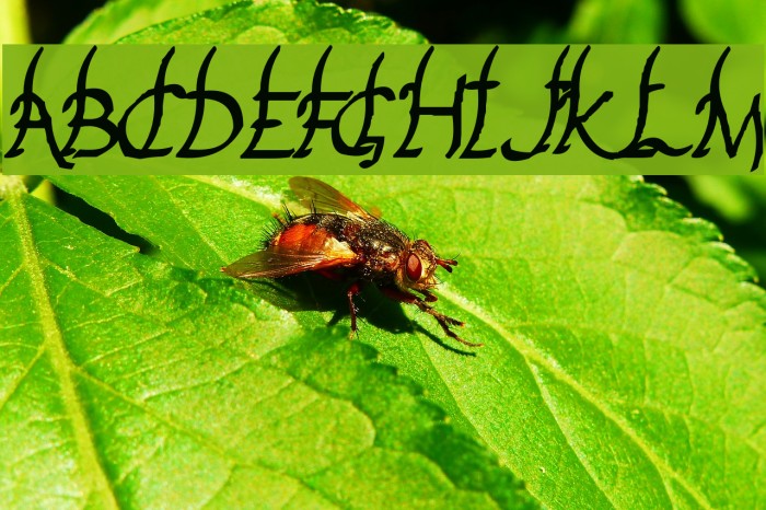 Yakap Font examples