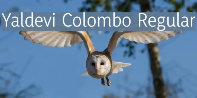Yaldevi Colombo Regular Example 3