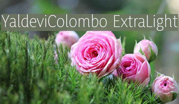 YaldeviColombo ExtraLight Example 1