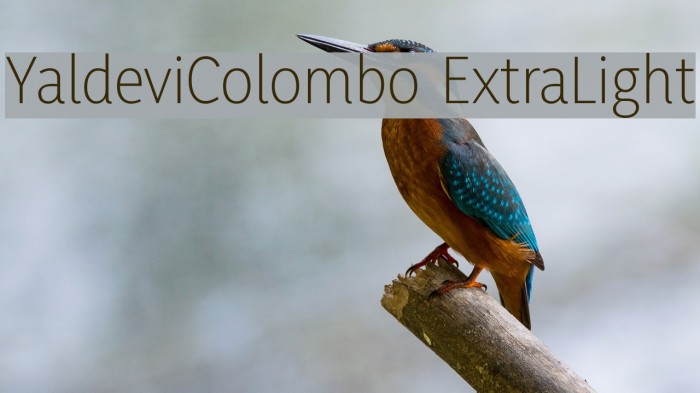 YaldeviColombo ExtraLight Example 3