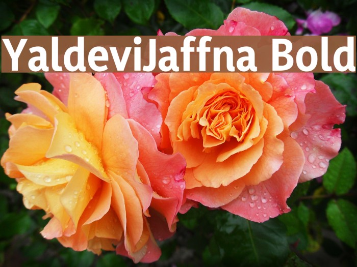 YaldeviJaffna Bold Example 2