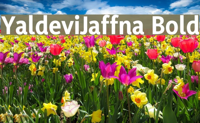 YaldeviJaffna Bold Example 3