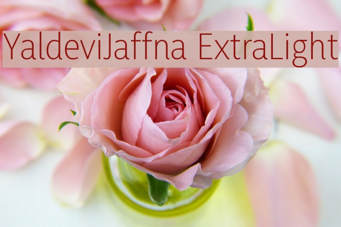 YaldeviJaffna ExtraLight Example 3