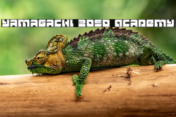 Yamagachi 2050 Academy Example 2