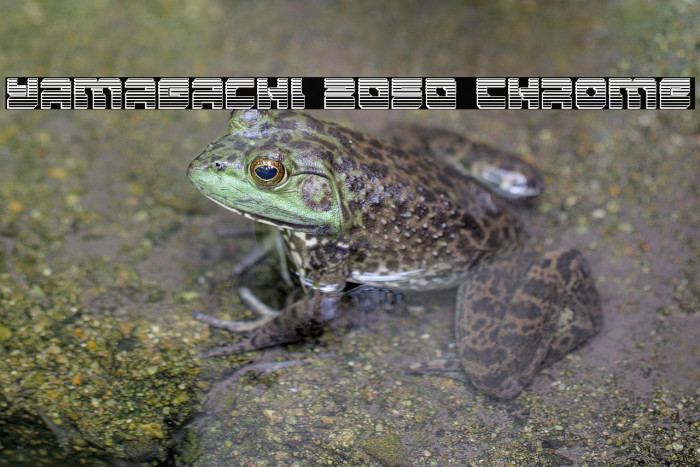 Yamagachi 2050 Chrome Example 1