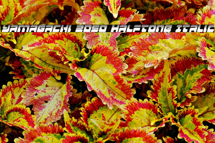 Yamagachi 2050 Halftone Italic Example 3