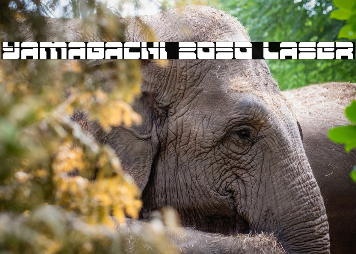 Yamagachi 2050 Laser Example 3