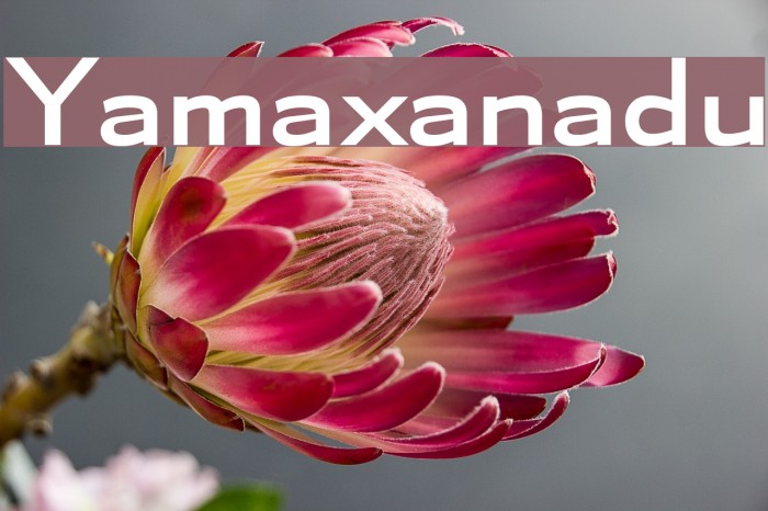 Yamaxanadu Example 2