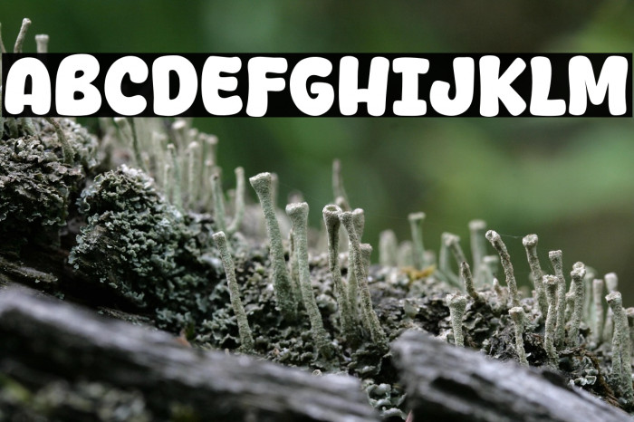 Yang Bagus Example 1