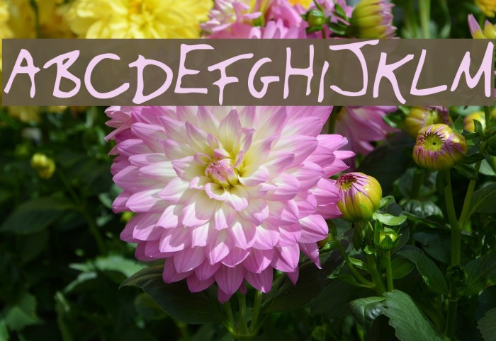 Yank Font examples