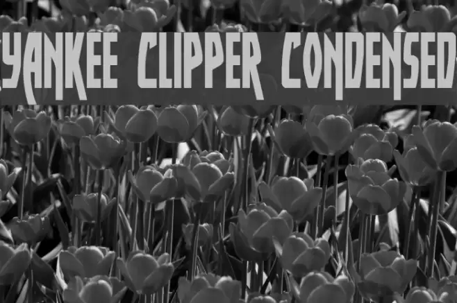 Yankee Clipper Condensed Font examples