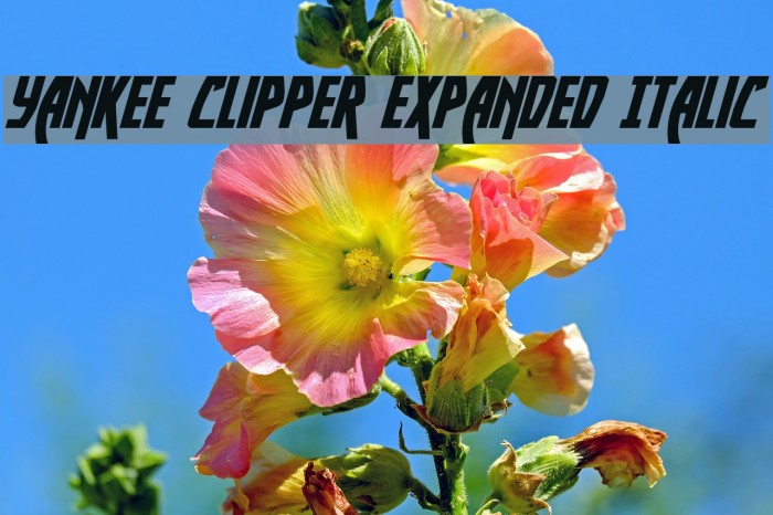 Yankee Clipper Expanded Italic Font examples