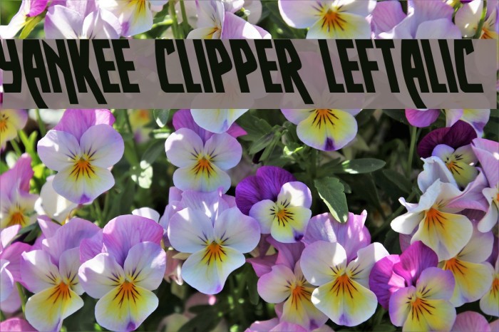Yankee Clipper Leftalic Font examples