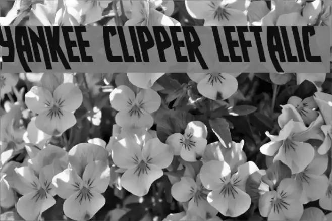 Yankee Clipper Leftalic Font examples