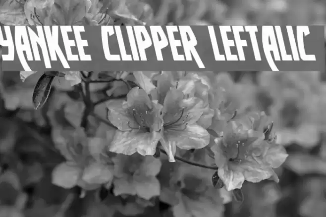 Yankee Clipper Leftalic Font examples