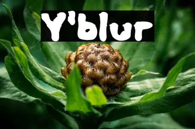 Y'blur Example 1