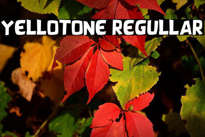 YELLOTONE REGULLAR Example 3