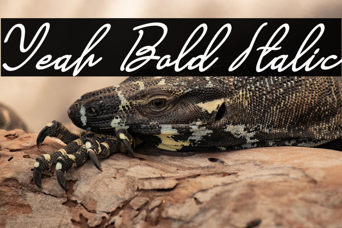 Yeah Bold Italic Example 1
