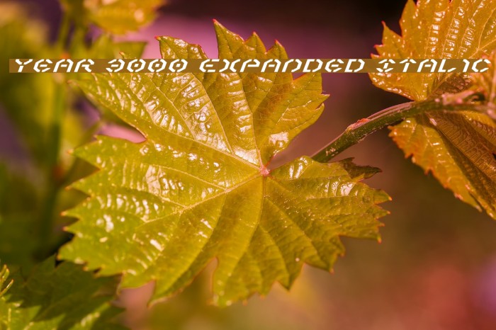 Year 3000 Expanded Italic Font examples