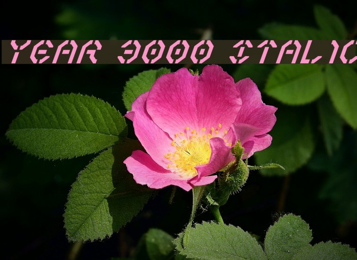 Year 3000 Italic Schriftart examples