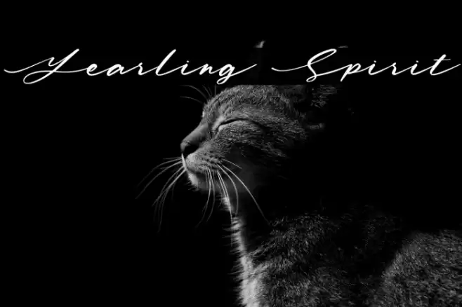 Yearling Spirit Polices examples