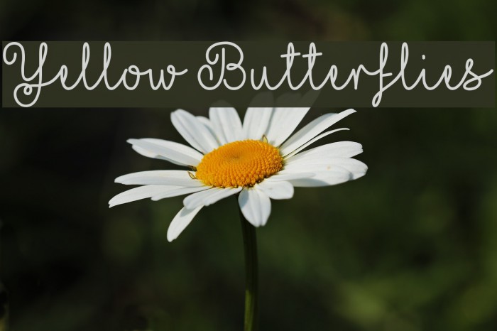 Yellow Butterflies Example 3