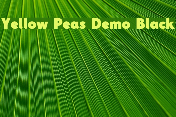 Yellow Peas Demo Black Example 3