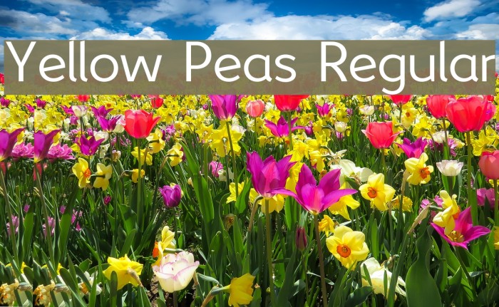 Yellow Peas Regular Font examples