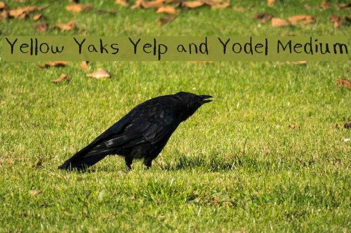 Yellow Yaks Yelp and Yodel Medium Example 1