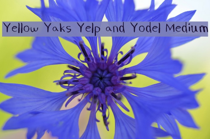 Yellow Yaks Yelp and Yodel Medium Example 2