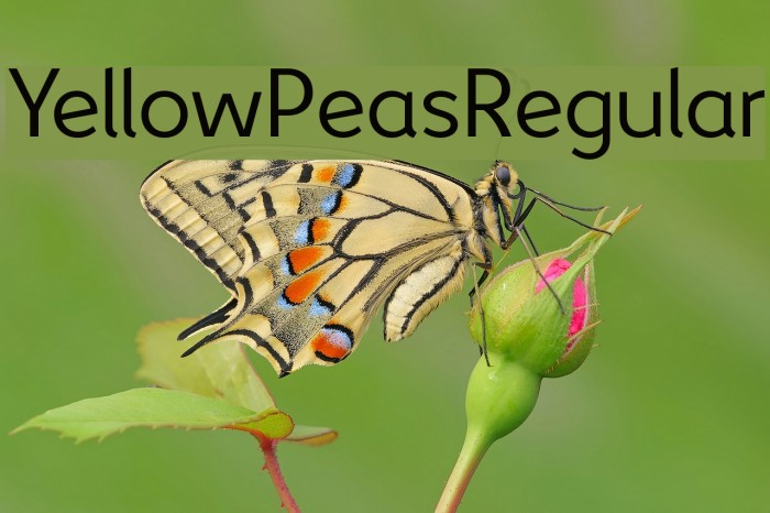YellowPeas-Regular Font examples