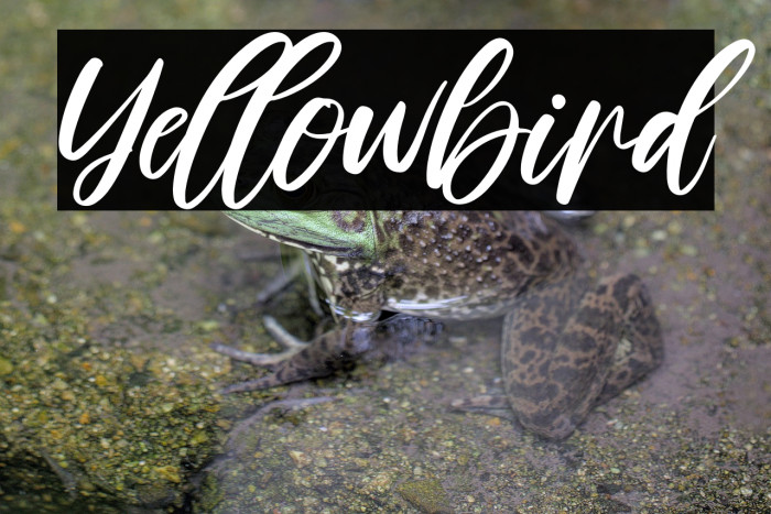 Yellowbird Example 1