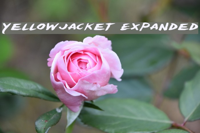 Yellowjacket Expanded Polices examples