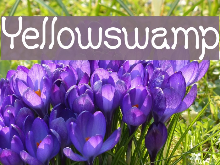 Yellowswamp Font examples