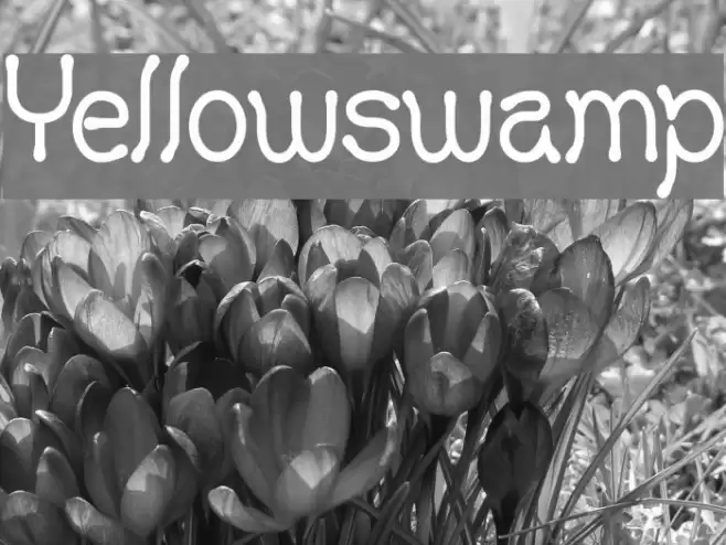 Yellowswamp Font examples